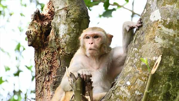 Viral News: 3 లక్షలు ఉన్న బ్యాగ్ కొట్టేసిన కోతి.. పోలీస్ స్టేషన్కు పంచాయతీ.. ఆ తర్వాత ఏం జరిగిందంటే..?