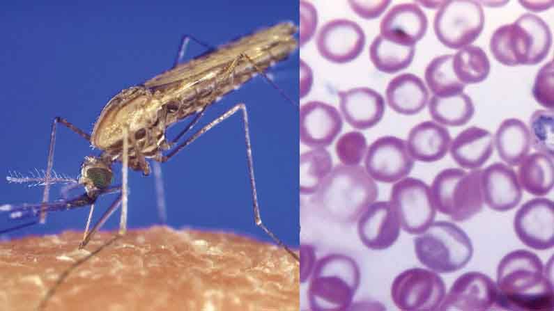 Mosquito Control: మలేరియా దోమలపై బ్రహ్మాస్త్రం..ఇది ప్రయోగిస్తే దోమలు పరార్!