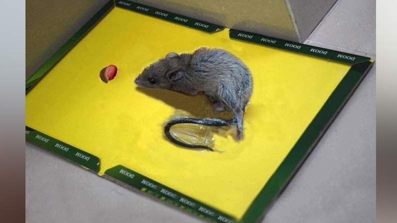 Mouse Glue Pads: ఎలుకలను పట్టేందుకు ఉపయోగించే గ్లూ ట్రాప్‌లపై నిషేధం విధించిన తెలంగాణ ప్రభుత్వం.. కారణమేంటో తెలుసా.?