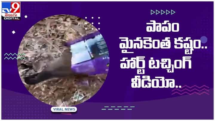 ప్లాస్టిక్ కవర్లో తల దూర్చి ప్రాణల కోసం పక్షి పోరాటం.. వీడియో చూసిన చలించిపోయిన నెటిజన్లు ప్లాస్టిక్ కవర్లో తల దూర్చి ప్రాణల కోసం పక్షి పోరాటం.. వీడియో చూసిన చలించిపోయిన నెటిజన్లు