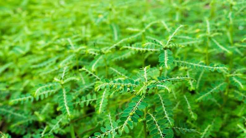 Medicinal Plant: మనచుట్టూ పెరిగే ఈ చిన్న మొక్క ఔషధాల గని..  అనేక అనారోగ్య సమస్యల నివారణకు దివ్య ఔషధం