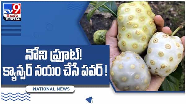 Noni Fruit: నోని ఫ్రూట్! క్యాన్సర్ నయం చేసే పవర్, మరెన్నో సమస్యలకు నివారణ.. వీడియో