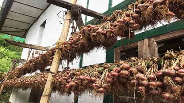 Onion Farmer: ఉల్లిని మార్కెట్కు తీసుకురావొద్దు.. కీలక ప్రకటన చేసిన అధికారులు.. అసలు కారణం ఏంటంటే..