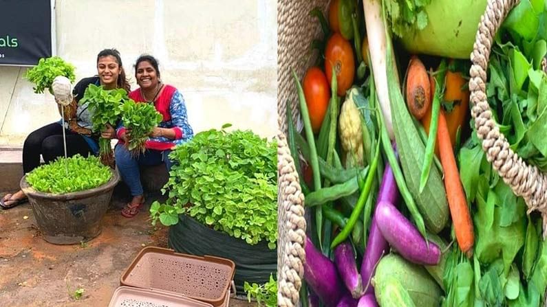 Urban Eco Farms: నగరాల్లో అద్దెకు 600 గజాల స్థలం.. ఆర్గానిక్ సేద్యంతో 12 రకాల కూరగాయలను పండిస్తున్న వైనం