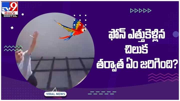 టిక్ టాక్ వీడియోలు చేసేందు ఫోన్న్ని దొంగలించిన చిలుక.. తప్పక చూడవలసిన వీడియో టిక్ టాక్ వీడియోలు చేసేందు ఫోన్న్ని దొంగలించిన చిలుక.. తప్పక చూడవలసిన వీడియో