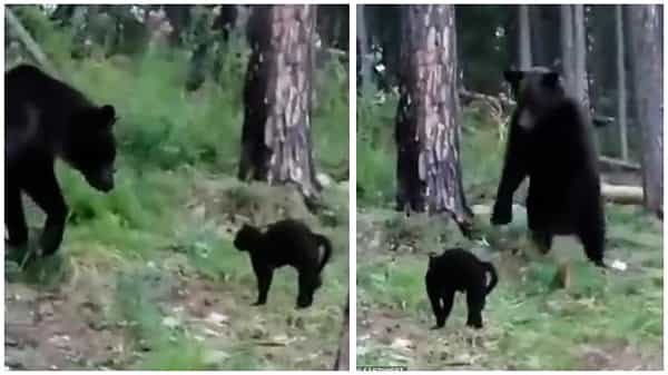 Viral Video: నువ్వు ఎలుగుబంటివైతే నాకేంటి..? ఆ పిల్లి ధైర్యం చూడాల్సిందే..!
