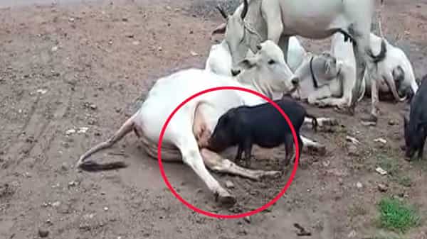 Viral Video: బ్రహ్మంగారు చెప్పినట్టే...పందికి పాలుపట్టిన ఆవు.. అదికూడా తెలుగు రాష్ట్రంలోనే..