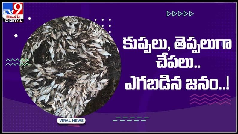 ఆదివారం స్థానికుల పంట పండిందిగా కుప్పలు, తెప్పలుగా చేపలు.. ఎగబడిన జనం..!: Fish s At Pulichintala Video.