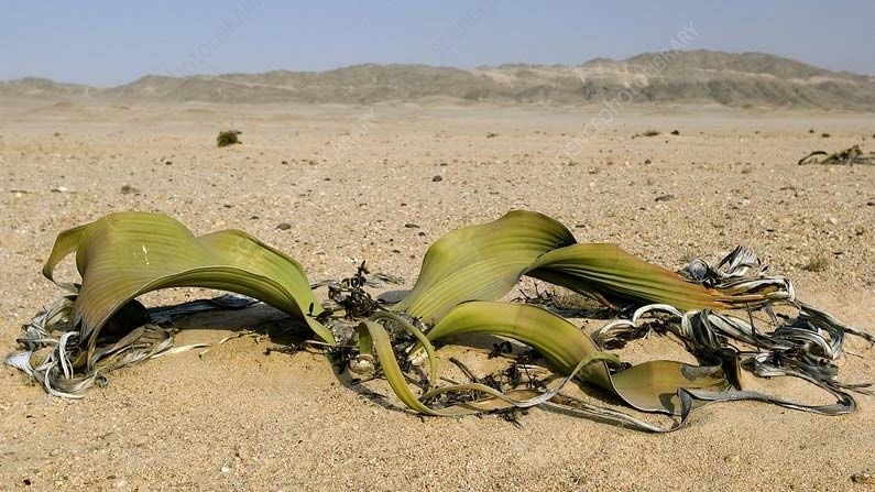 Weilwitschia Plant: ఈ మొక్కకు ఉండేది రెండే ఆకులు.. కానీ రెండు వేల సంవత్సరాలు బతుకుంది.. ప్రత్యేకత ఏంటో తెలుసా.