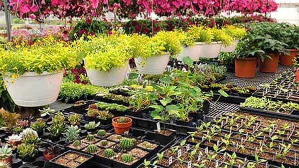 Gardening: ఇంటితోట కోసం మొక్కలు కొంటున్నారా? ఈ విషయాలు జాగ్రత్తగా పరిశీలించండి..