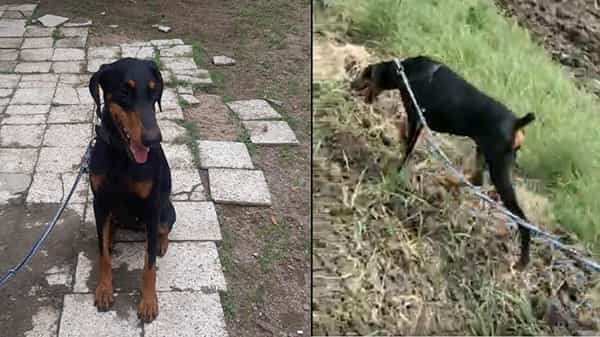 Dog Sniffs Murders: ఈ జాగిలం చాలా ఫాస్ట్.. ఆరుగురు నరహంతకులను అర్ధ గంటలో పట్టించిన పోలీస్ శునకం.