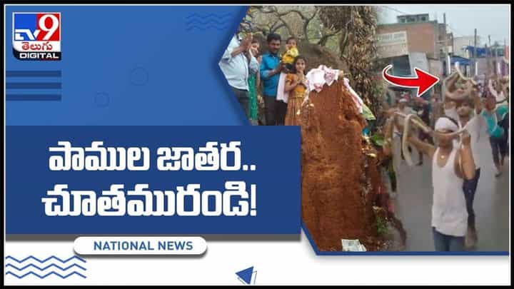 పాములు మెడలో వేసుకుని ఊరేగింపు.. ఎప్పుడైనా చూసారా!ఎందుకో తెలుసా..?Snake Festival Video. పాములు మెడలో వేసుకుని ఊరేగింపు.. ఎప్పుడైనా చూసారా!ఎందుకో తెలుసా..?Snake Festival Video.