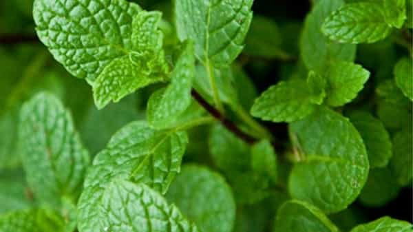 Pudina Benefits : పుదీనాకు సంబంధించి ఈ 5 ప్రయోజనాలు తెలిస్తే అస్సలు వదలరు..