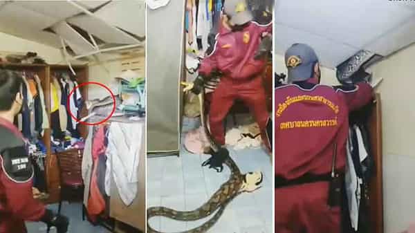 Viral Video: ఒళ్లు గగుర్పొడిచే వీడియో.. ఇంట్లో సీలింగ్పైన దూరిన భారీ కొండ చిలువ.. చివరకు ఏమైందంటే.. వీడియో వైరల్