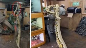 Viral Video: వామ్మో.! ఎంత పెద్ద కొండచిలువ.? నెటిజన్లు ఫిదా.. వైరల్‌గా మారిన వీడియో!