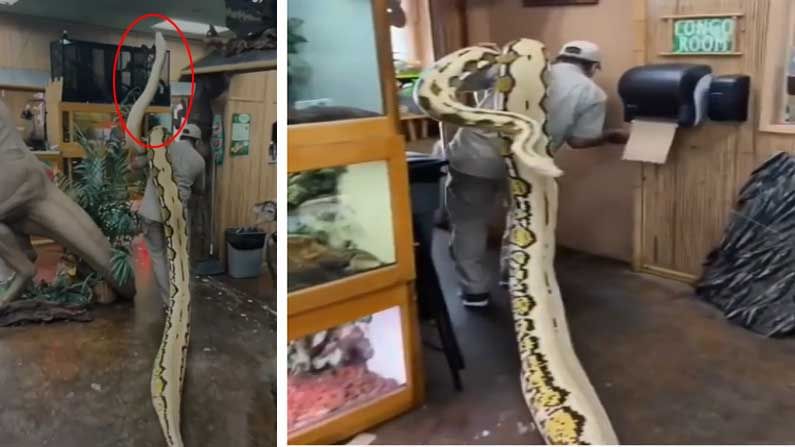 Viral Video: వామ్మో.! ఎంత పెద్ద కొండచిలువ.? నెటిజన్లు ఫిదా.. వైరల్‌గా మారిన వీడియో!