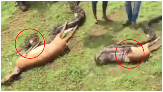 Viral Video: తాళికట్టు శుభవేళ.. చెంప పగులకొట్టిన పెళ్లి కూతురు.. విస్తూ పోయి చూసిన బంధువులు.. వీడియో