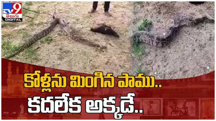 Viral Video: బస్వాపూర్ గ్రామంలో కోళ్లను మింగి కదలేని స్థితిలో పడివున్న కొండచిలువ..!! వీడియో Viral Video: బస్వాపూర్ గ్రామంలో కోళ్లను మింగి కదలేని స్థితిలో పడివున్న కొండచిలువ..!! వీడియో