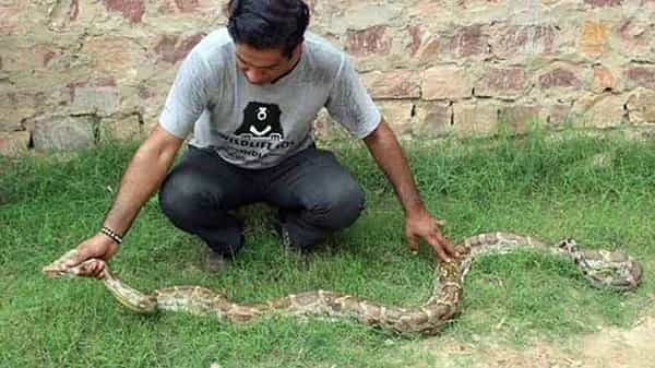 Python: కోతిని మింగిన భారీ కొండచిలువ.. ఆ తర్వాత ఏం చేసిందంటే..?