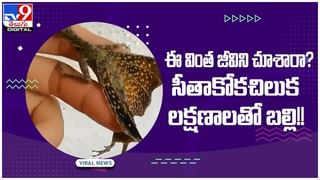 Viral Video: తాళికట్టు శుభవేళ.. చెంప పగులకొట్టిన పెళ్లి కూతురు.. విస్తూ పోయి చూసిన బంధువులు.. వీడియో