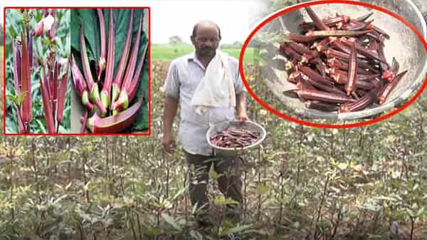 ఎక్కడైనా ఎర్ర బెండకాయలు చూసారా..? ఎర్ర బెండకాయల కర్రీ తిన్నారా..? ఎన్నో పోషకాలు ఉన్నాయంటున్నారు నిపుణులు..