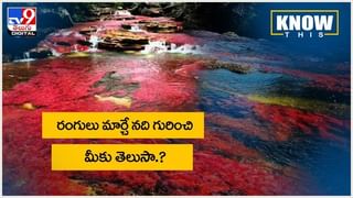 Viral Video: మొసలికి చిక్కిన అడవి దున్న.. చివరికి ఏమైందంటే..?? వీడియో