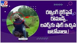 Viral Video: పొలంలో 12అడుగుల పాము..!! సరుగుడు తోటలో కింగ్ కోబ్రా హల్‌చల్‌.. వీడియో