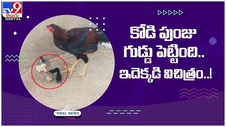 Viral Video: చిత్తూరు జిల్లాలో విచిత్ర ఘటన ఐదు గుడ్లు పెట్టి పిల్లలు చేసిన కోడి పుంజు వీడియో