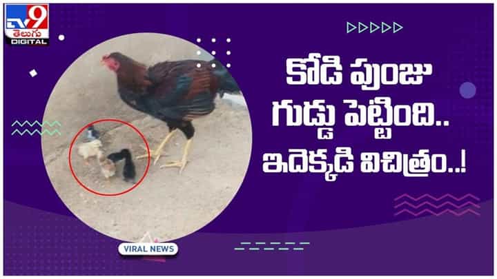 Viral Video: చిత్తూరు జిల్లాలో విచిత్ర ఘటన ఐదు గుడ్లు పెట్టి పిల్లలు చేసిన కోడి పుంజు వీడియో Viral Video: చిత్తూరు జిల్లాలో విచిత్ర ఘటన ఐదు గుడ్లు పెట్టి పిల్లలు చేసిన కోడి పుంజు వీడియో