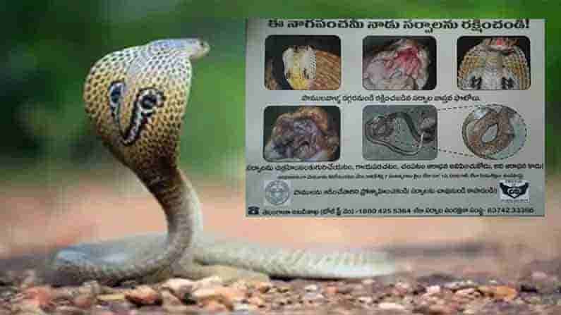 Save Snakes: బుట్టలోని పాముకు పాలు పోస్తున్నారా.. అయితే మీరు జైలుకు వెళ్లినట్లే..