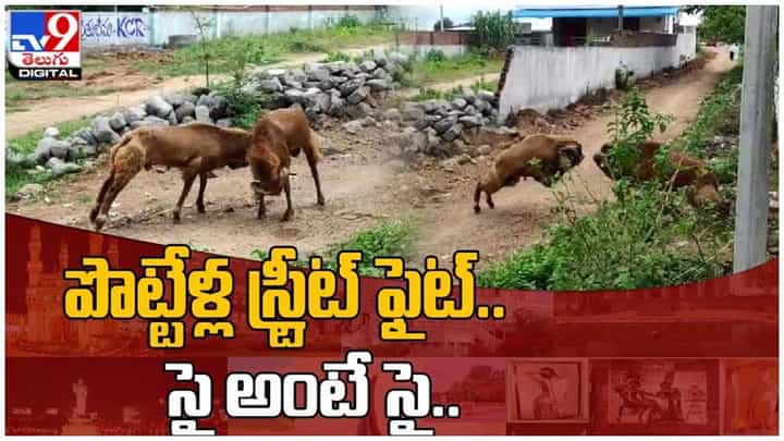 Viral Video: నడిరోడ్డుపై సై అంటే సై అంటూ ఢీ కొన్న పొట్టేళ్లు.. వీడియో Viral Video: నడిరోడ్డుపై సై అంటే సై అంటూ ఢీ కొన్న పొట్టేళ్లు.. వీడియో