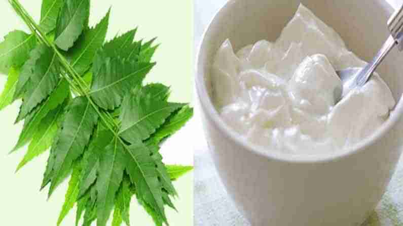 Skin Care: వేపలోని ఔషధ గుణాలకు కొద్దిగా పెరుగు కలిపితే.. మీ చర్మ సౌందర్యానికి తిరుగు ఉండదు.. ఎలానో తెలుసుకోండి..