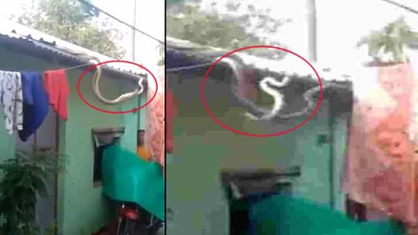 Viral Video: ఇంటి చూరుపై పాముల సయ్యాట.. ఒళ్లు గగుర్పొడిచే దృశ్యం.. జనాలు గద్దించినా