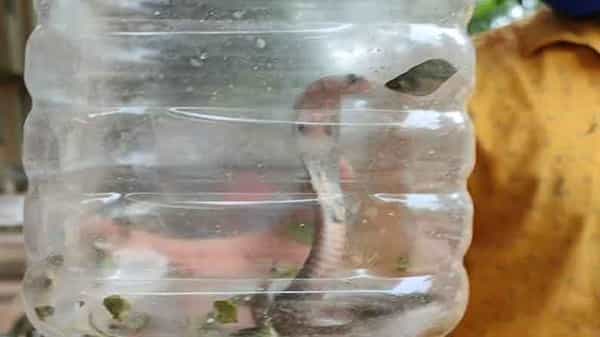 AP News: పాముతో ఆసుపత్రికి వెళ్లిన యువకుడు.. ఆశ్చర్యపోయిన డాక్టర్లు.. అసలేమైందంటే.?