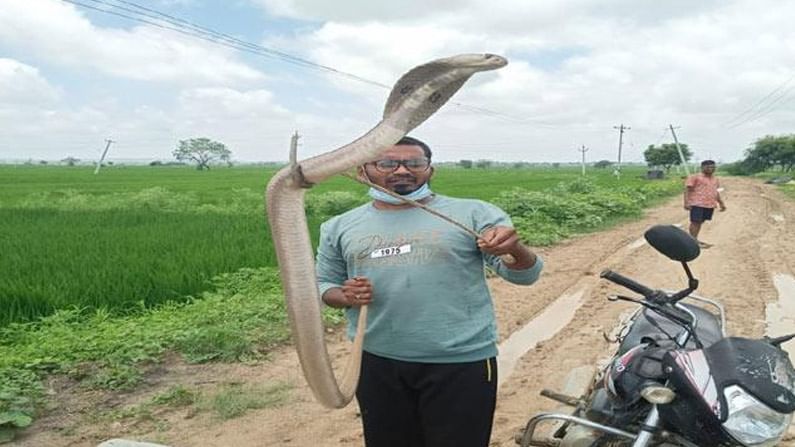 Viral Video: పొలంలో 5 అడుగుల భారీ నాగుపాము.. భయంతో పరుగులు పెట్టిన రైతులు..