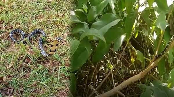 Rare Snake: అరుదైన కింగ్ కోబ్రా హల్చల్.. హడలిపోయిన అటవీశాఖ అధికారులు.. ఎక్కడంటే.?
