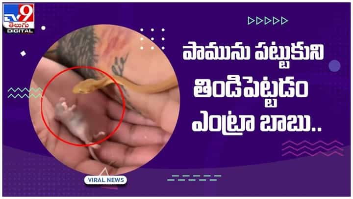 Viral Video: పామును పట్టుకుని ఎలుకను తినిపించిన వ్యక్తి కలకలం..!! నెటిజన్ల ఆగ్రహం.. వీడియో Viral Video: పామును పట్టుకుని ఎలుకను తినిపించిన వ్యక్తి కలకలం..!! నెటిజన్ల ఆగ్రహం.. వీడియో