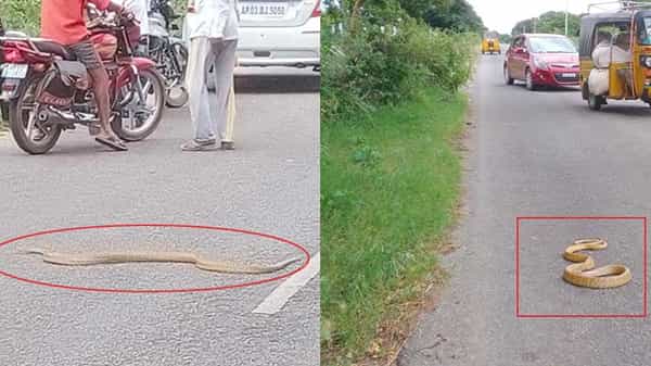 Snake Hulchal: రోడ్డుపై జెర్రిపోతు హల్చల్.. ఏకంగా అరగంట ట్రాఫిక్ ఆపేసింది