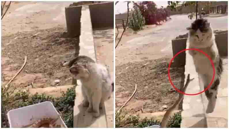 Snake ATTACKS Cat: పిల్లిపై పాము దాడి చేసింది.. ఆ సమయంలో ఎలా తప్పించుకుందో చూస్తే మీరు కూడా షాక్ అవుతారు..