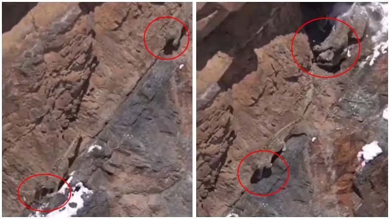 Viral Video: నిటారు కొండపై మంచు చిరుతల వేట.. ఈ అద్భుతమైన వీడియోను చూస్తే ఆశ్చర్యపోతారంటే!