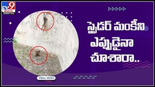 Viral Video: సైలెంట్‌గా పక్షిని వేటాడి మింగేసిన తాబేలు.. వీడియో చూస్తే షాక్ అవ్వాల్సిందే.!