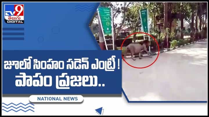 జూలో సింహం సడెన్ రాయల్ ఎంట్రీ ! పాపం ప్రజలు ఎటు వెళ్లలేని స్థితిలో ఎం చేసారంటే..:Entry of a Lion Video జూలో సింహం సడెన్ రాయల్ ఎంట్రీ ! పాపం ప్రజలు ఎటు వెళ్లలేని స్థితిలో ఎం చేసారంటే..:Entry of a Lion Video