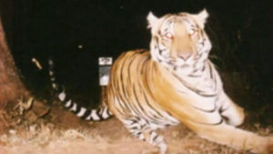 Tiger Attack: బైక్ పై వెళుతున్న వారిపై  దాడి చేసిన పులి.. తృటిలో తప్పించుకున్న సర్పంచ్