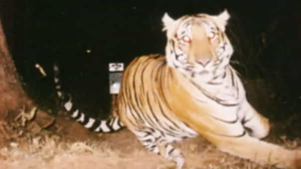 Tiger Attack: బైక్ పై వెళుతున్న వారిపై దాడి చేసిన పులి.. తృటిలో తప్పించుకున్న సర్పంచ్
