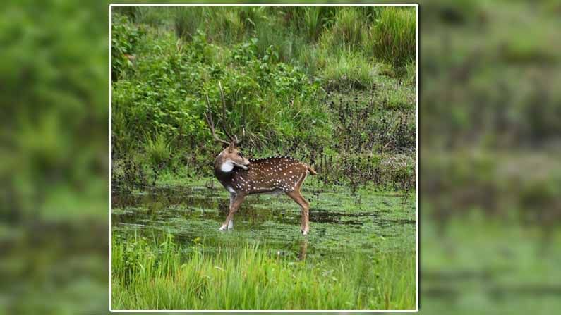 Viral Pic: ఈ ఫోటోలో పులి దాగుంది.. మీరు గుర్తించగలరా.? ఈజీగా కనిపెట్టొచ్చు చూడండి.!