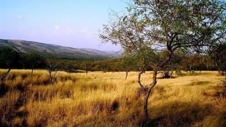 Viral Video: అడవి దున్నపై చిరుత మెరుపు దాడి.. కట్ చేస్తే సీన్ రివర్స్.. చూస్తే ఆశ్చర్యపోవాల్సిందే..