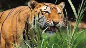 Tigers: పెద్ద పులుల గాండ్రింపులతో గుండెలదిరిపోతున్నాయి. మహబూబాబాద్, ములుగు జిల్లాల్లో ఒకటే భయం