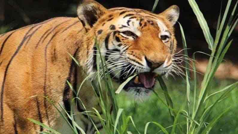 Tiger Eating Grass: పులి రాజు అలవాటు మార్చుకుంది.. గడ్డి తింటోంది.. అవును నిజం.. ఇది శ్రావణ మాసం ఎఫెక్ట్ అనుకుంటున్నారా..