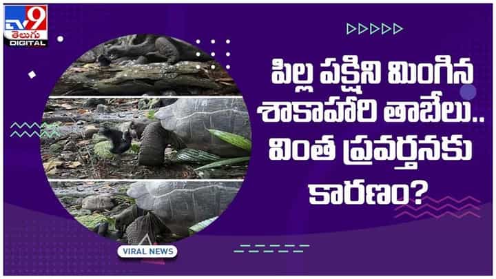 Viral Video: పిల్ల పక్షిని మింగిన శాకాహారి తాబేలు.. వింత ప్రవర్తనకు కారణం..?? వీడియో Viral Video: పిల్ల పక్షిని మింగిన శాకాహారి తాబేలు.. వింత ప్రవర్తనకు కారణం..?? వీడియో