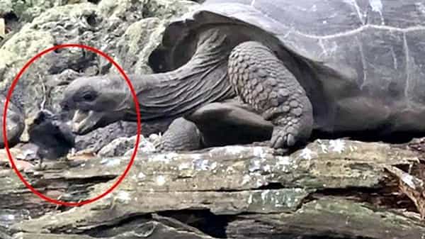 Viral Video: సైలెంట్గా పక్షిని వేటాడి మింగేసిన తాబేలు.. వీడియో చూస్తే షాక్ అవ్వాల్సిందే.!
